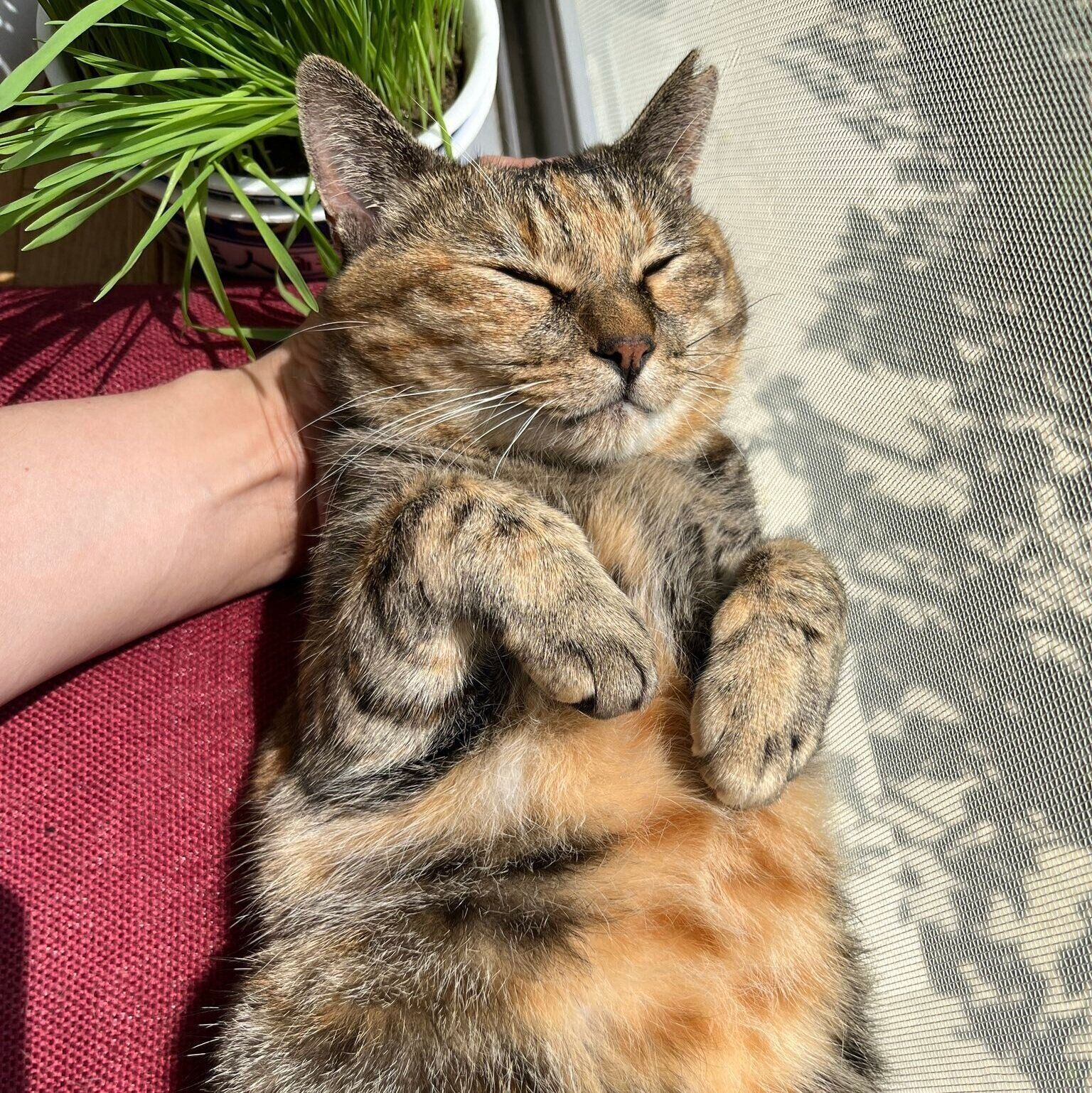 ひなたぼっこをするメルモちゃん