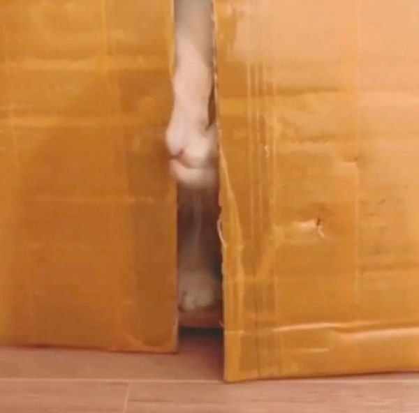 スキマから見せる顔がスゴいミヌエット