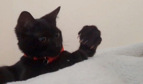 自分の前足から爪が出てきてビックリするシディーちゃん