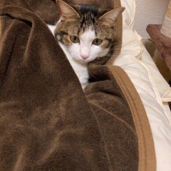 布団に入る猫