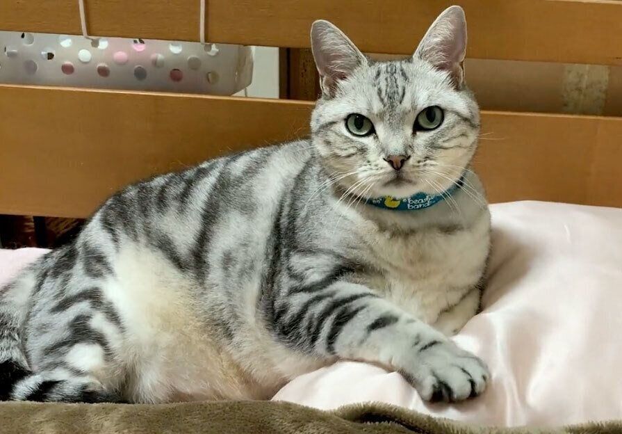 エアーふみふみしそうなサスケくん