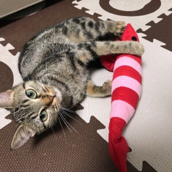 アメリカンショートヘアのうにちゃん