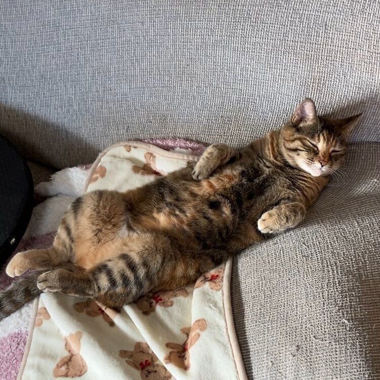 とっても気持ちよさそうに寝転がるこむぎちゃん