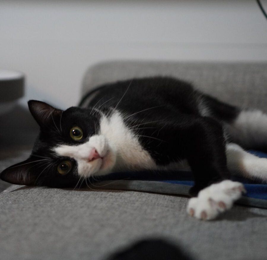 寝転がりながら見つめるしゃちくん