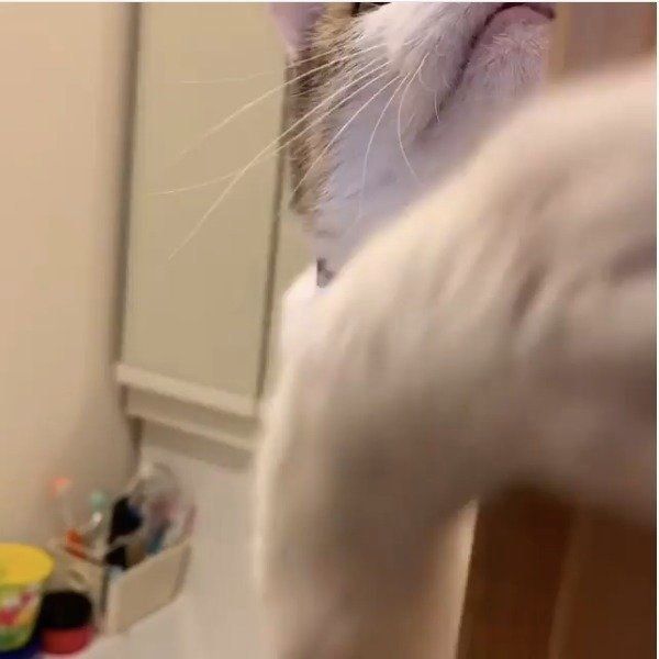 ヘアゴムが大好きな猫