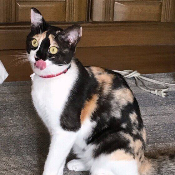 ある　ミケ　舐める