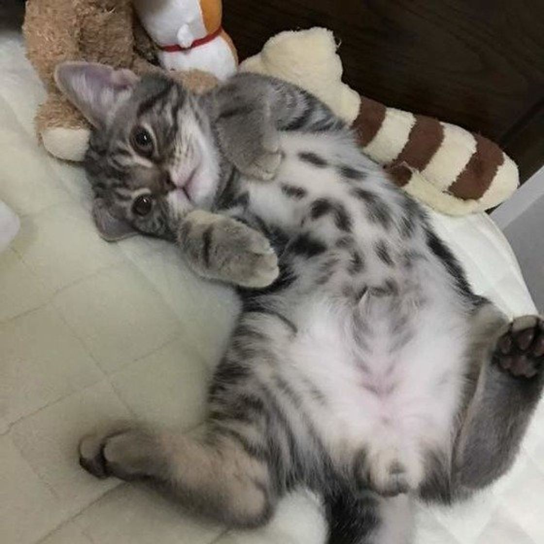 獣医師解説 猫がキャットフードを食べない理由と自宅でできる工夫 ねこのきもちweb Magazine 獣医師解説 猫がキャットフードを食べない理由と自宅でできる工夫 ねこのきもちweb Magazine