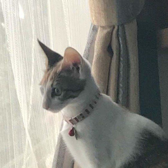 ねこのきもち投稿写真ギャラリー