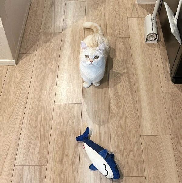 見つめるちくわくん