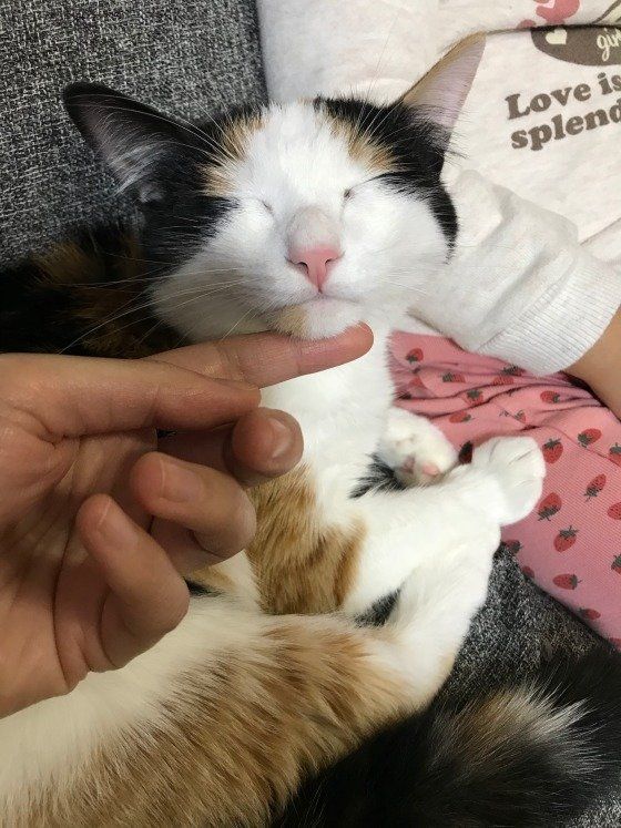 顎なでなで気持ちいい