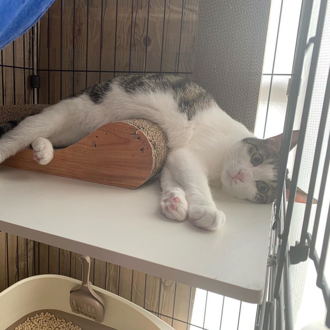 竹千代ちゃん、溶けてる