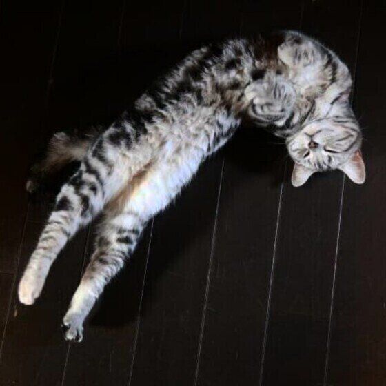 伸びるアメリカンショートヘア