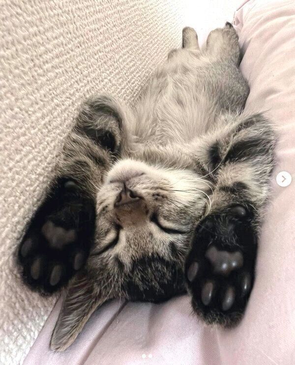 家族に迎えて1カ月が経過した頃のとろろちゃん