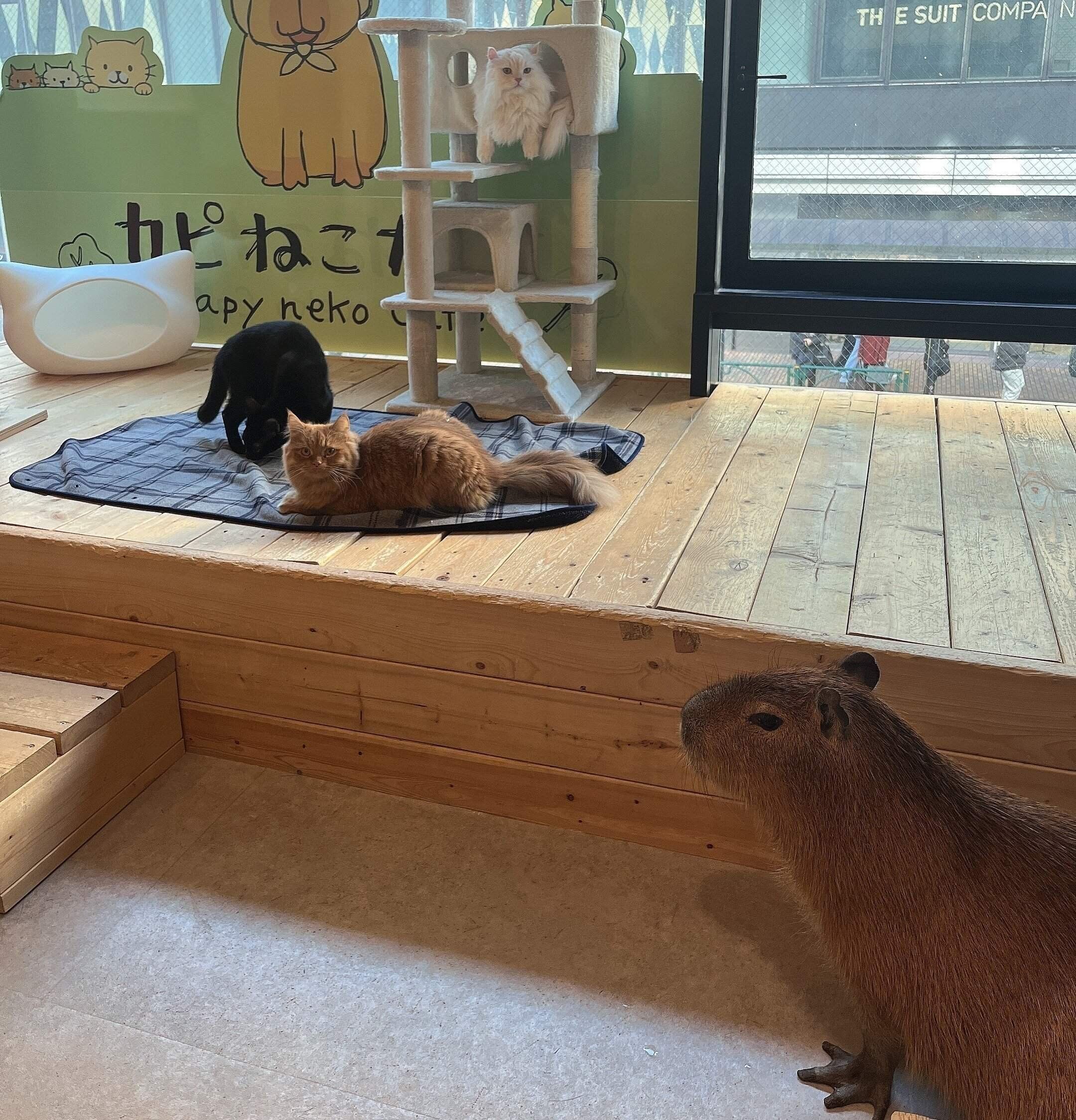 カピバラのきくらげちゃんと猫たち