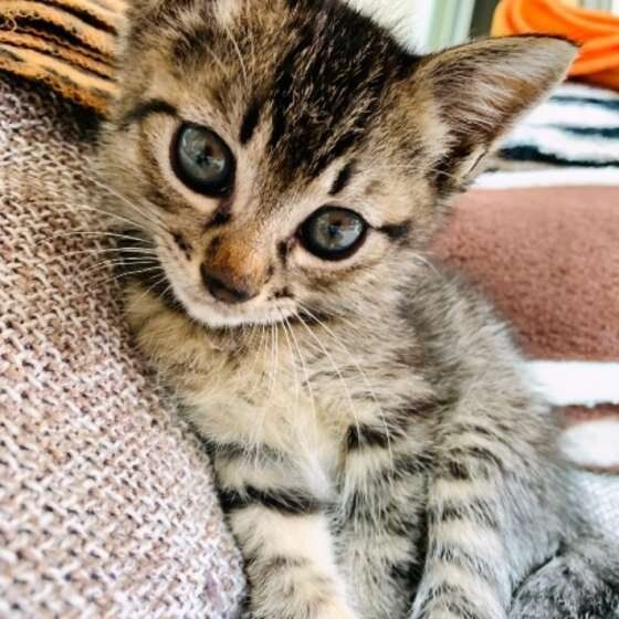 キジトラ ロコ・ウィリアムくん