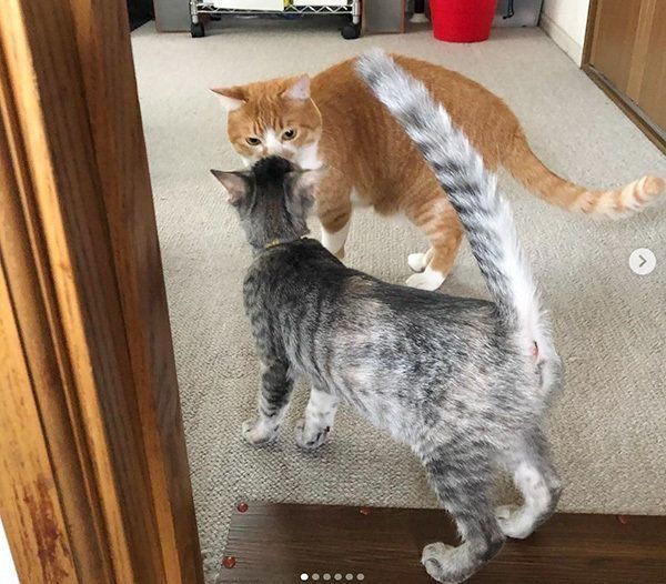 鼻チューする猫