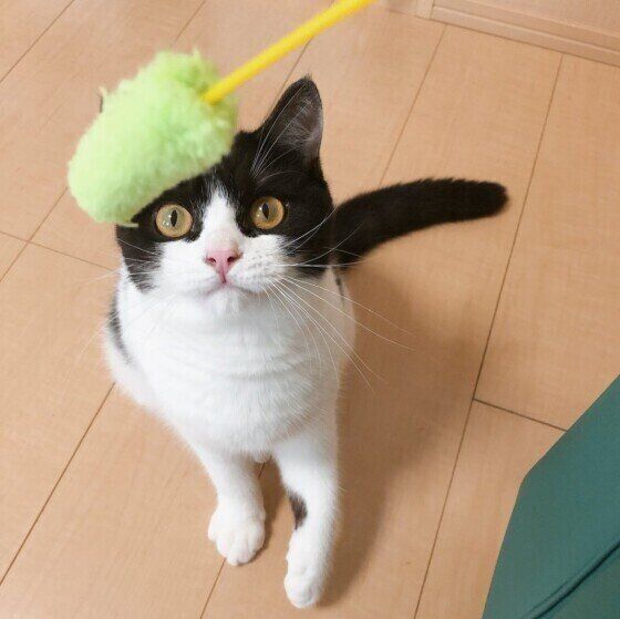 猫じゃらしを見つめるマンチカン