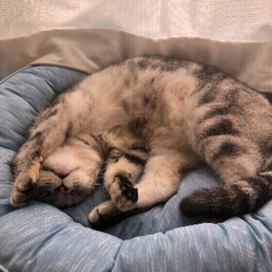 くつろぐアメリカンショートヘア