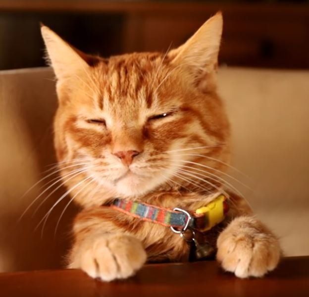 テーブルで居眠りする猫