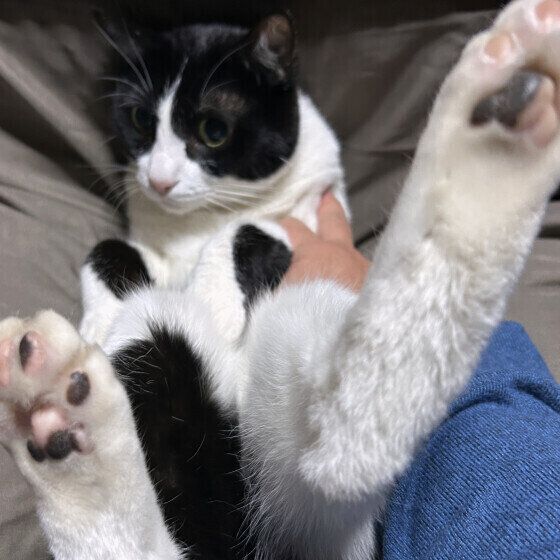 足がみょーーんと伸ばす日本ネコ