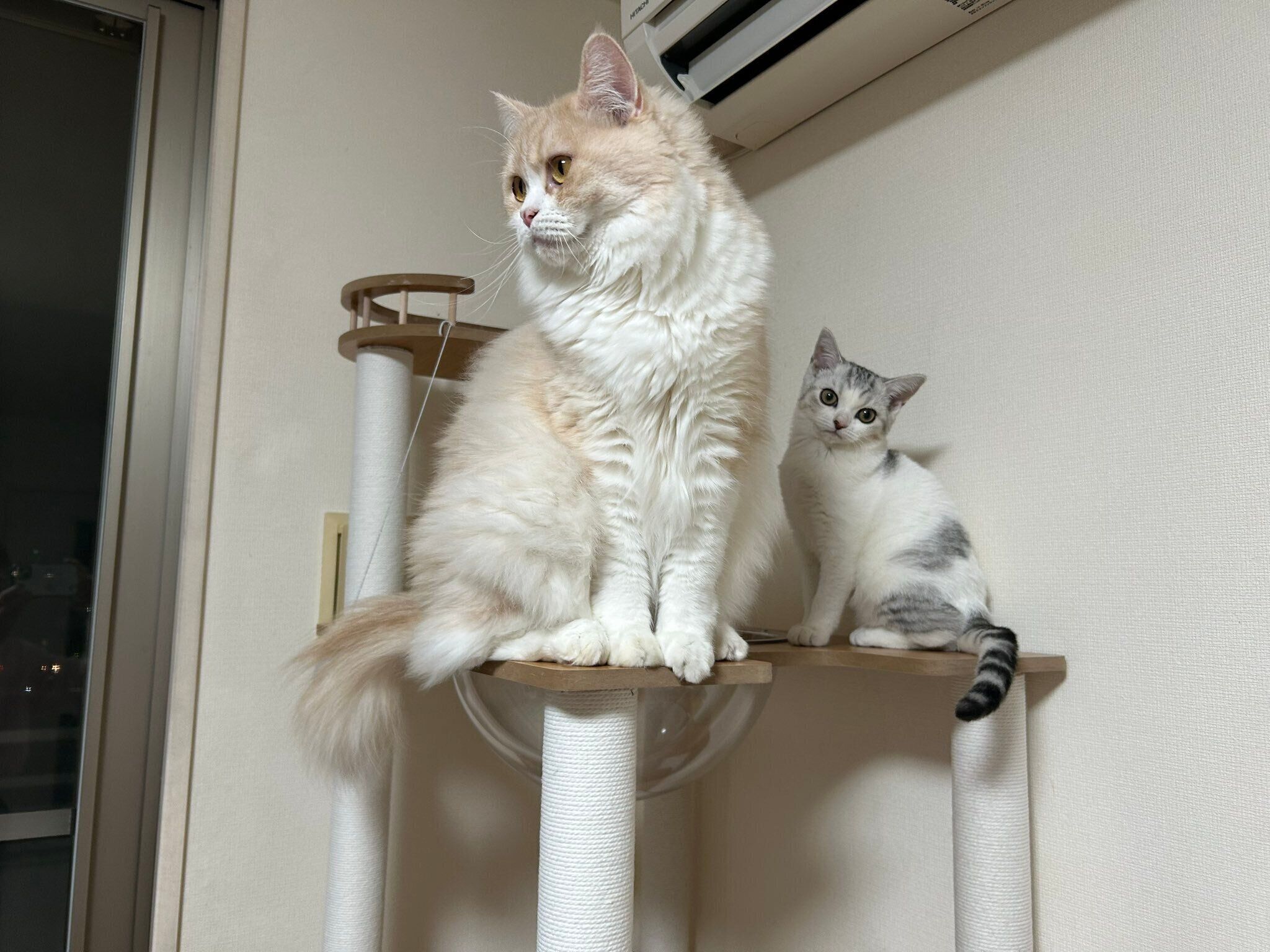 モモちゃんのお迎えから少し経過した頃の2匹の様子