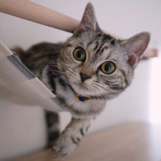 ハンモックから顔を出すアメリカンショートヘア（メス）