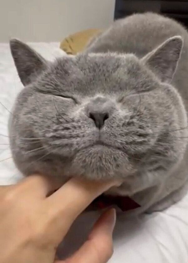 顎をなでてもらうつみれちゃん