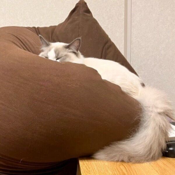 ヨギボーにもたれかかって眠るソラくん