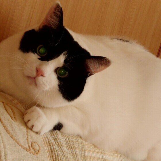 カメラを見つめる猫（MIX、オス）