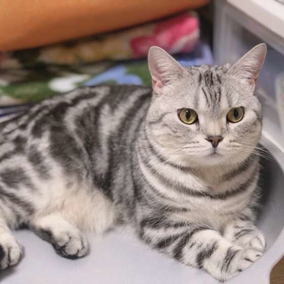 猫鍋するアメリカンショートヘア