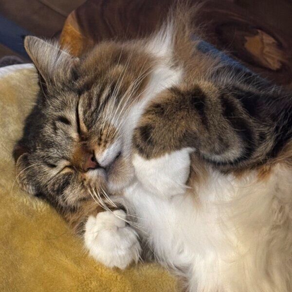 気持ちよさそうに眠るラムちゃん