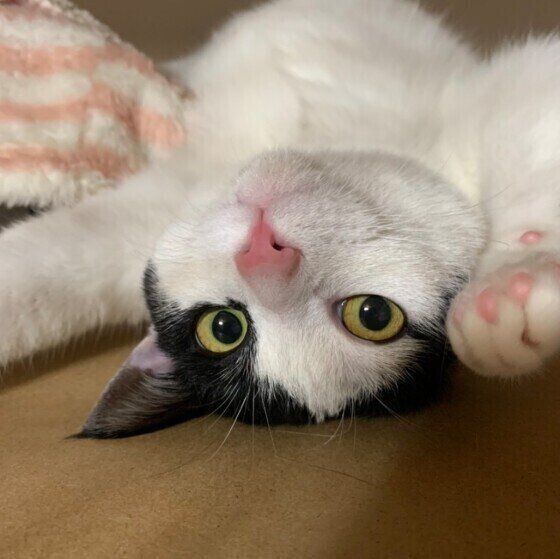 MIXのまりちゃん