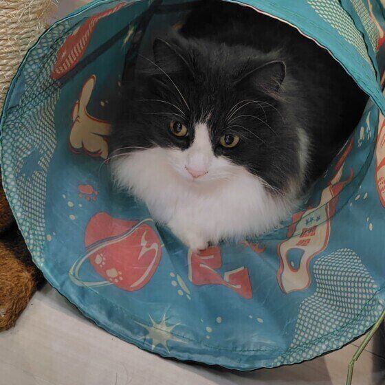 ノルウェージアンフォレストキャットの ルナちゃん