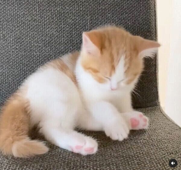 ダイニングチェアでウトウトするはなちゃん