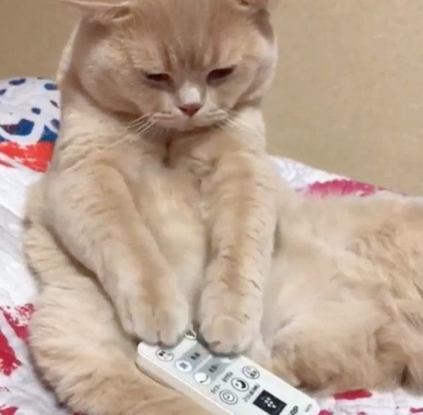 リモコンが気になるブリティッシュショートヘア