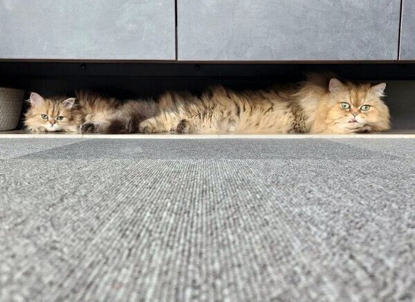 仲良しな海松茶くん、鹿の子ちゃん