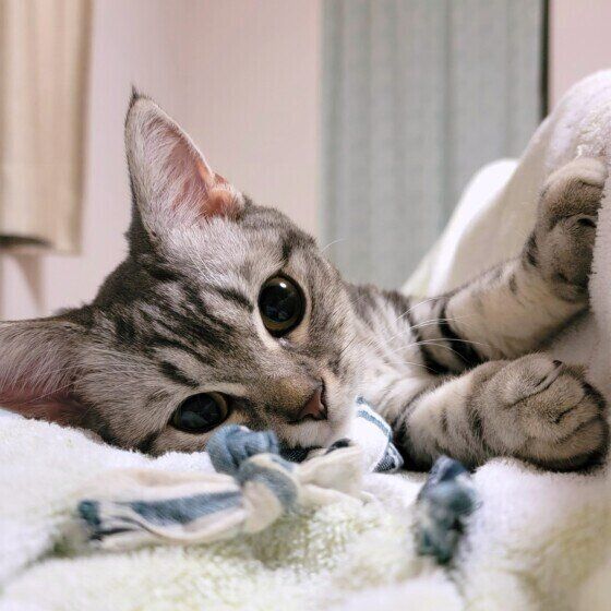 ママの隣にくるマンチカンのテトちゃん