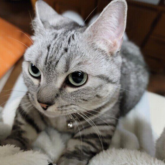 ふみふみ職人になるマンチカン