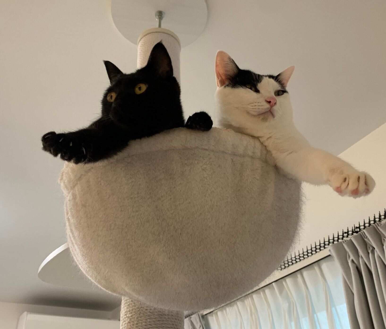 シンクロする2匹