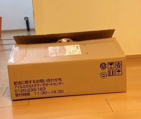 箱に入るマンチカン