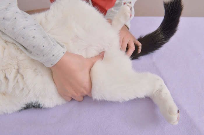 内股のツボを押される猫