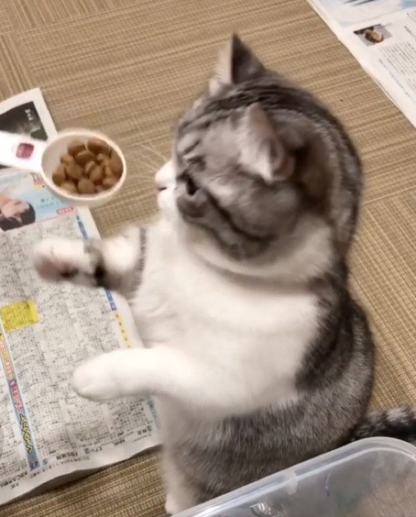 ゴハンを要求するマンチカン