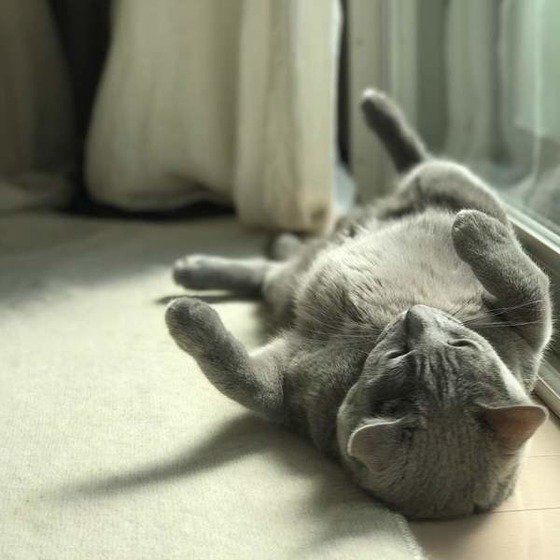 ねこのきもち投稿写真ギャラリー