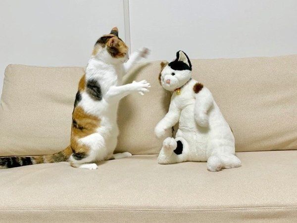 ぬいぐるみと遊ぶ三毛猫
