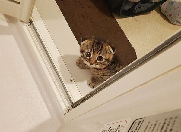 お風呂を覗いてくるまつたけちゃん