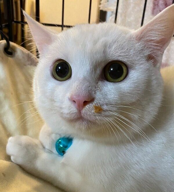お迎え前のロメオちゃん