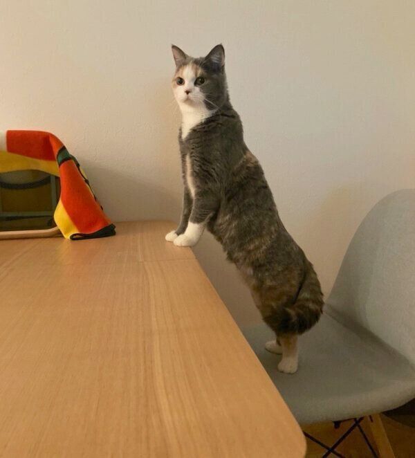 突然立ち上がるどらみちゃん
