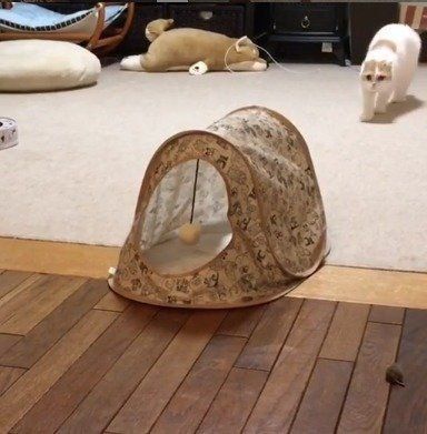 キャットテントと猫