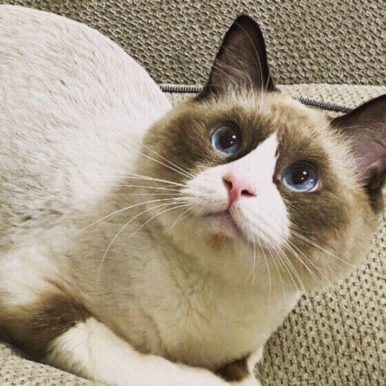 ラグドールのアクアくん