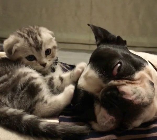 自由奔放な子猫